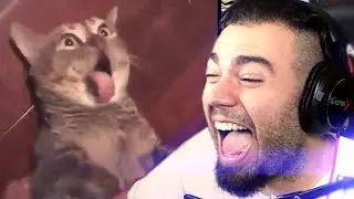 MEMES HIPER RANDOM DONT LAUGH CHALLENGE | ZellenDust