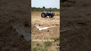 રાયડો, રઈ, harvesting.