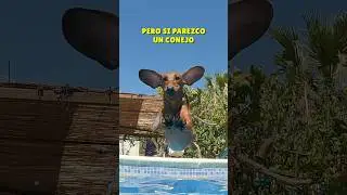 La TRUFI-SIRENA ha VUELTO!😂💖