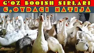 JIZZAX viloyatda TABIY SHAROITDA  G'OZ BOQISH SIRLARI BO'LARKANKU MANA ZO'R DAROMAD👍👍👍👍