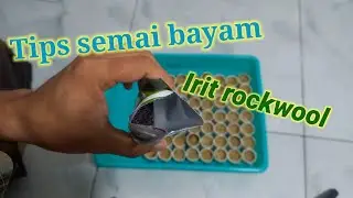 Cara semai bayam agar irit rockwool