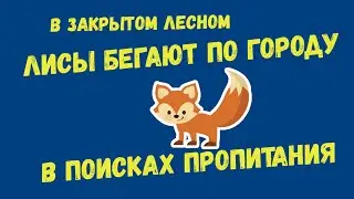 Дикая голодная лиса рыщет по городу