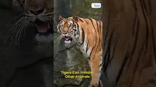 😯DID YOU KNOW? Tigers Can MIMIC Other Animals
