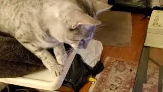 EGYPTIAN MAU CAT REACTS TO CAT ON TIKTOK! 🤣