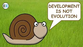 Development is not Evolution | EvolutionExamples
