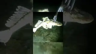 Nyuluh Menombak ikan panen banyak semadar Babon² Seruh banget 