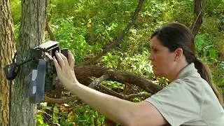 Trapping Wild Pigs in Kentucky