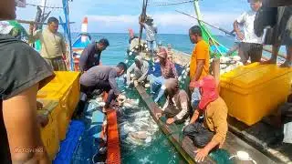 IKAN GIANT TRAVELLY TERJARING PUKAT CINCIN