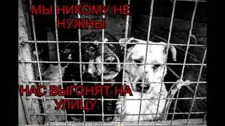 Помогайте Петропавловск-Камчатскому приюту для животных