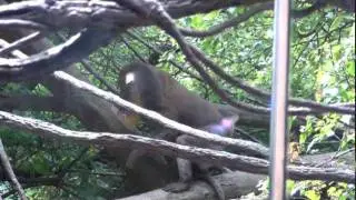 Bronx Zoo Part 1.wmv