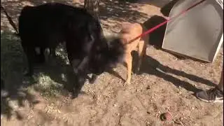 Kaka und Filomena