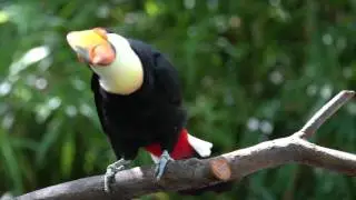 Toco toucan Oshi