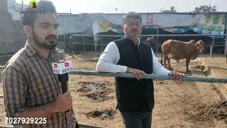 More Then 100 cows available at 1 farm (Rulhan dairy farm)