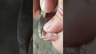Amazing nail cutter