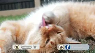 Sweets Cats Videos🐱🐈🦊#cat #catvideos #cats #intvpak #newvideo #