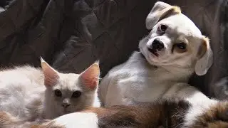Sammy en z'n vriendjes  movie