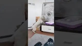 Умная собака таинственного друга🤫