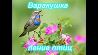 Варакушка - пение птиц