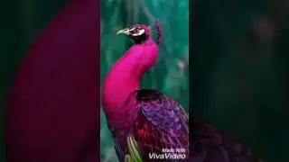 ٦ أبريل، ٢٠١٧
