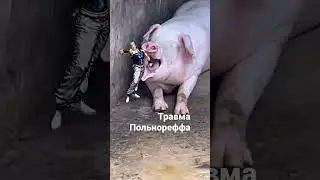 Жалко Польнореффа#джоджо#джоджомем#жалко#jojo#jojomemes#pig#свинья