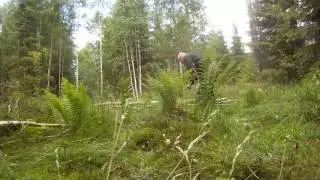 Hämtar lite stockar i skogen