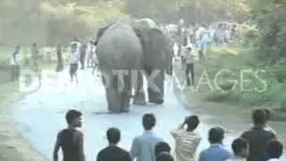 Elephant fight in Goalpara