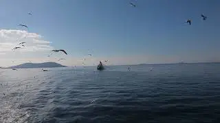 adalar vapuru