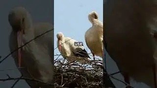 3 Fascinating Facts About the Jabiru Stork! #shorts #jabiru