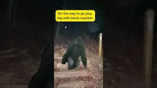 Bigfoot Encounter New Bigfoot: “He followed me home; can I keep him?” 