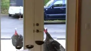 When Turkeys Attack - #WickedFunny