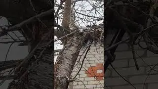 Кот Рыжик на верхушке 7-метрового дерева Часть 1 #cat #funny #pet #funnyanimal #страшно
