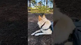 #любимаясобака