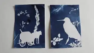 Alternative process photography: Cyanotype Postcards