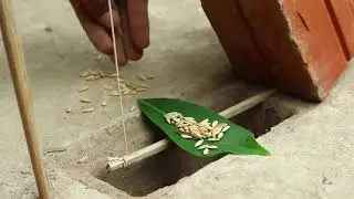 parrots trap easy skills #shorts