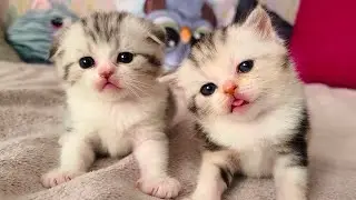 Как засыпают маленькие котята❤️ Милота‼️‼️‼️