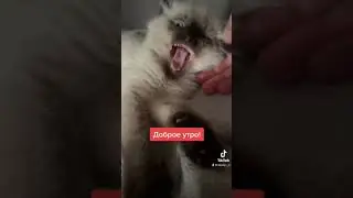 Милый котёнок невской маскарадной породы #невскаямаскарадная #тикток #tiktok