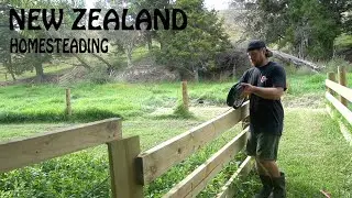 Its time to step up the pace ( NZ vlog )