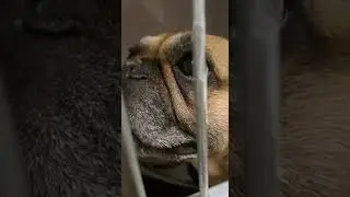 У нас в гостях французский бульдог Марсель, большой любитель поесть