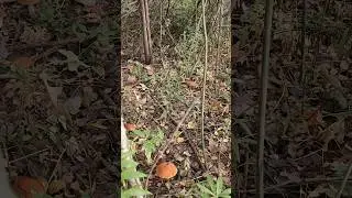 Грибное царство подосиновиков. На одной поляне десятки грибов