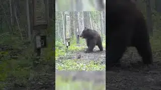 Медведь испугался зеракала, но