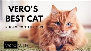 Best Cat Photo Contest 2019