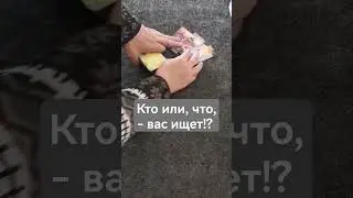 Кто или что вас ищет!?