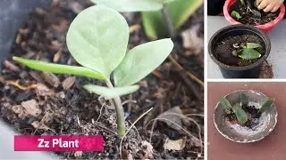 EPISODE 32 HOW TO GROW ZZ PLANT WITH LEAF CUTTING BY SOIL PROPAGATION