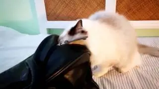Hey, Fluffy boy || A lovely ragdoll cat