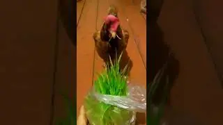 Спасеная Курица Варвара, очень любит траву)