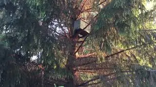 поймал пчелиный рой в лесу в ловушку