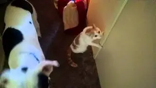 Kitten wants to play in the closet again