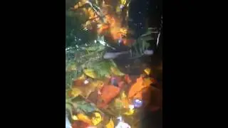 Baby Frogs