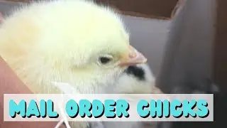 🐣Cute Baby Chicks From Meyer Hatchery🐥