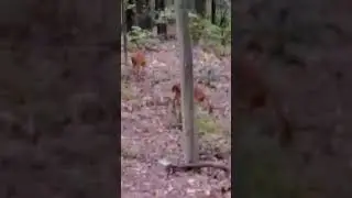 1 deer, 2 deer, 3 deer #nature #naturelovers